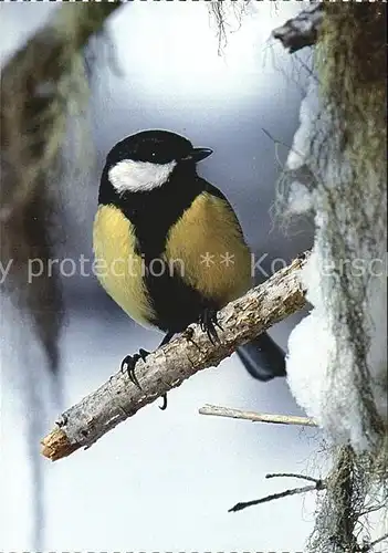 Voegel Kohlmeise Mesange charbonniere Oxeye tit Kat. Tiere