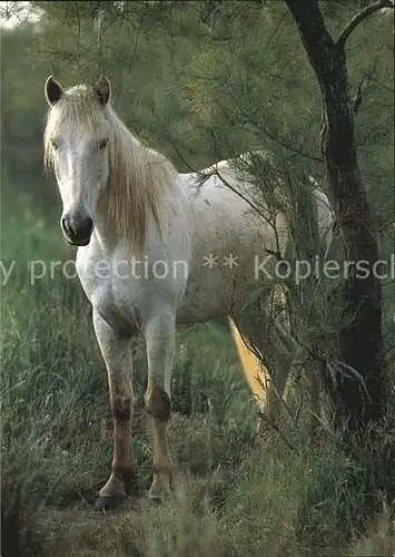 Pferde Camargue  Kat. Tiere