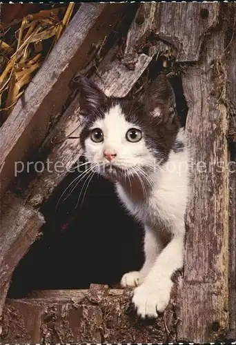 Katzen Hauskatze Kat. Tiere