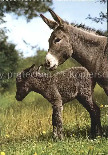 Esel Tiere Ane Donkey  Kat. Tiere