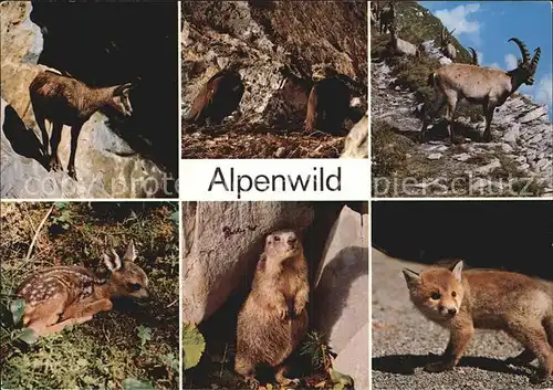 Tiere Gemse Steinadler Steinbock Rehkitz Bergfuchs Murmeltier  Kat. Tiere