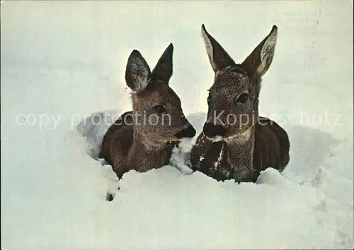 Reh Neuschnee Chevreuil   Kat. Tiere