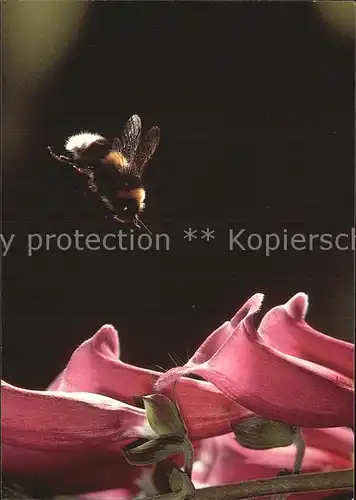 Bienen Insekten Hummel in Anflug Roter Fingerhut Kat. Imkerei