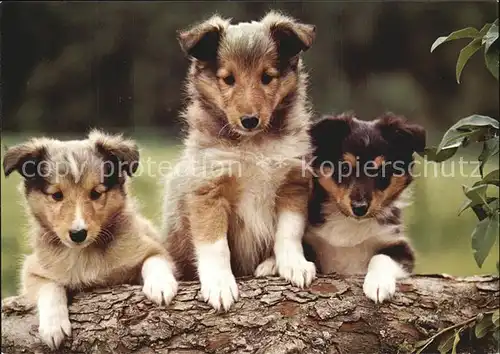 Hunde Collie Welpen  Kat. Tiere