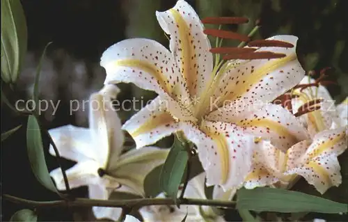 Blumen Lilie Kanagawa Prefecture Flower of Lily Mt. Hakone Kat. Pflanzen