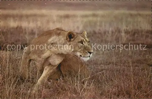 Loewe Loewin Lioness  Kat. Tiere