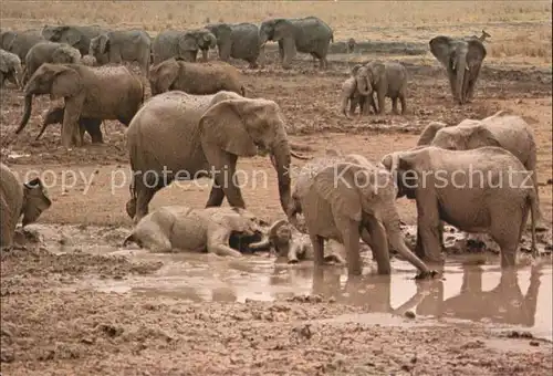 Elefant Elephants Main Camp Wankie National Park Kat. Tiere