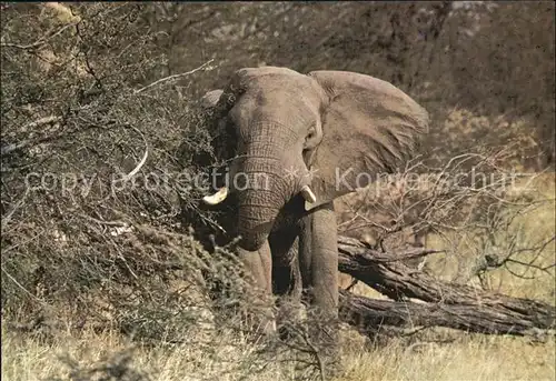 Elefant Elephant Kat. Tiere