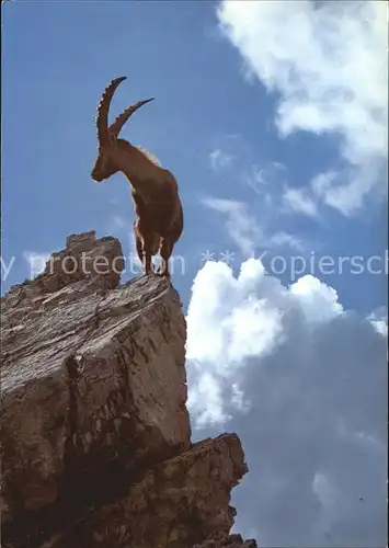 Steinbock Alpensteinbock Bouquetin Ibex  Kat. Tiere