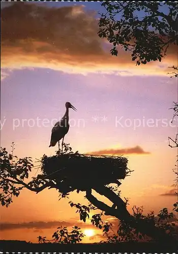 Storch Weissstorch Cicogne blanche White stork Kat. Tiere