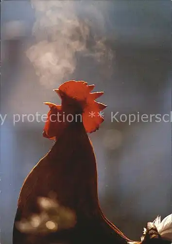 Gefluegel Haushahn Coq Cock  Kat. Tiere