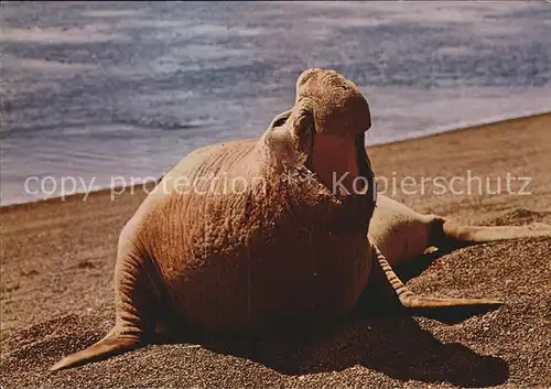 Tiere See Elefant Elephant Seal Mirounga leonia  Kat. Tiere