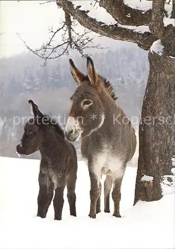 Esel Tiere Ane Donkey  Kat. Tiere