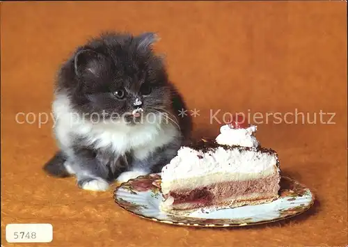 Katzen Torte Kat. Tiere