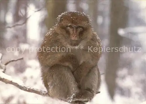 Affen Berberaffe Affenberg Salem Bodensee  Kat. Tiere