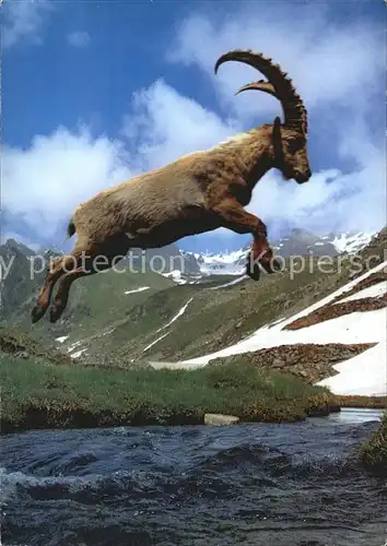 Steinbock Capra Ibex Alpensteinbock Bouquetin  Kat. Tiere