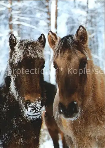 Pferde Duelmener Wildpferde  Kat. Tiere