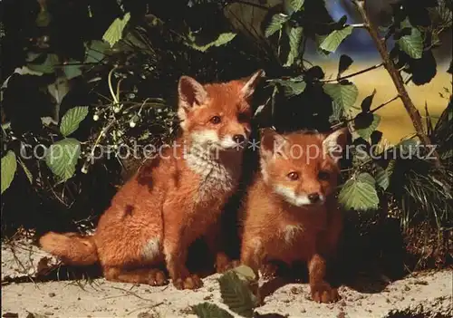 Fuchs Tiere Jungfuechse Renardeaux Younf Foxes  Kat. Tiere