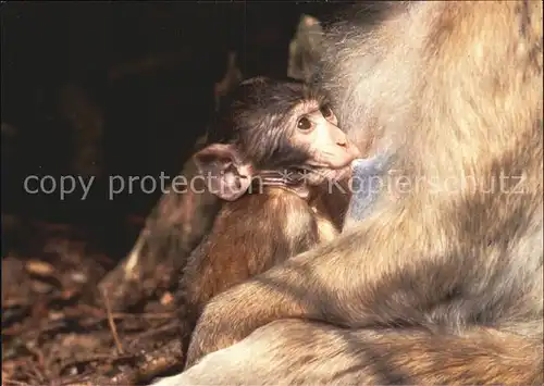 Affen Berberaffen Affenberg Salem Bodensee  Kat. Tiere