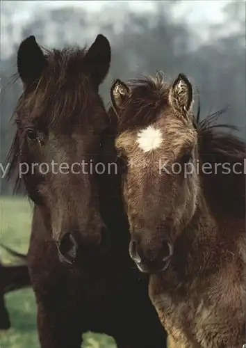 Pferde Duelmener Wildpferde Fohlen  Kat. Tiere