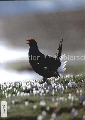 Gefluegel Birkhahn Black Grouse Lyrurus tetrix  Kat. Tiere