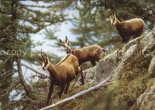 Gemse Chamois Rupicapra  Kat. Tiere