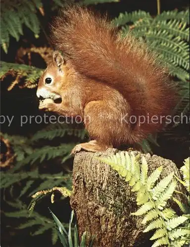 Eichhoernchen Ecureuil Squirrel Kat. Tiere