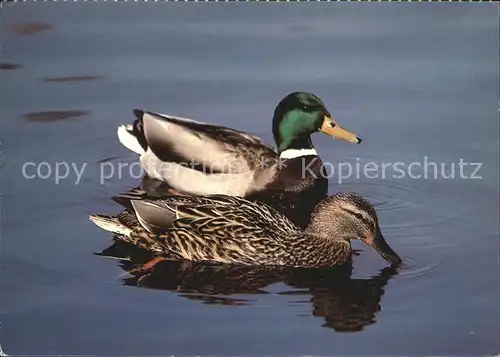 Enten Stockenten Canards colverts  Kat. Tiere