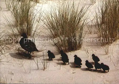 Enten Eiderenten Wanderung zum Meer  Kat. Tiere