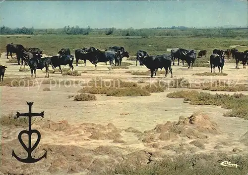 Stiere Toros en Camargue  Kat. Tiere