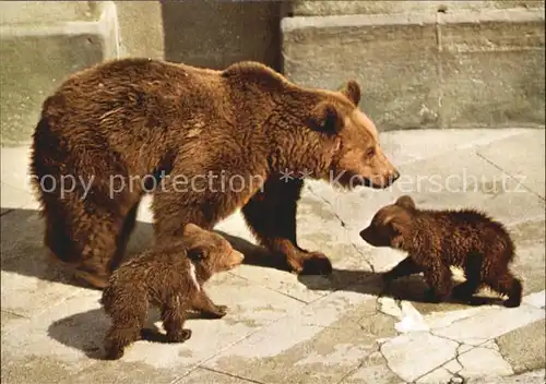 Baeren Bern Junge Baeren Baerengraben  Kat. Tiere