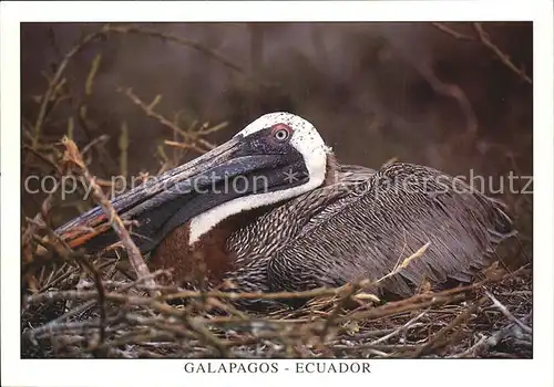 Voegel Pelicano Cafe Isla Rabida Ecuador Brauner Pelikan Kat. Tiere