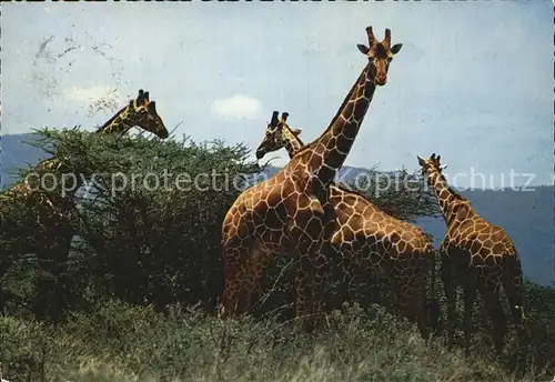 Giraffe  Kat. Tiere