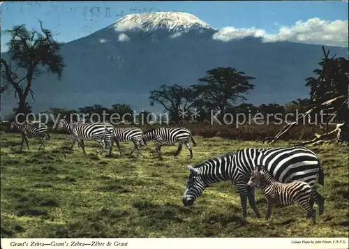 Zebra Grant s Zebra  Kat. Tiere