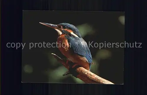 Voegel Eisvogel Bund fuer Naturschutz Schweiz Kat. Tiere