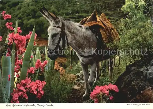 Esel Tiere Asno Burro Canary Islands  Kat. Tiere