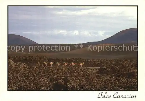 Kamele Lanzarote Islas Canarias  Kat. Tiere