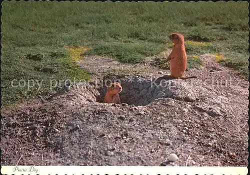 Tiere Prairie Dogs Praeriehunde Kat. Tiere