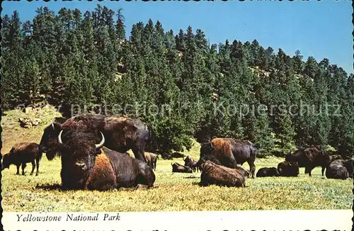 Bueffel Yellowstone National Park  Kat. Tiere