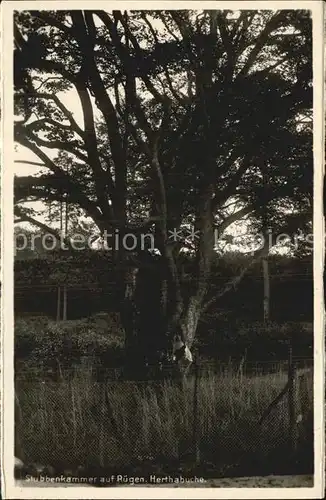 Baeume Trees Stubbenkammer Ruegen Herthabuche  Kat. Pflanzen