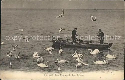 Boote Schwaene Les Cygnes du Lac Leman Kat. Schiffe