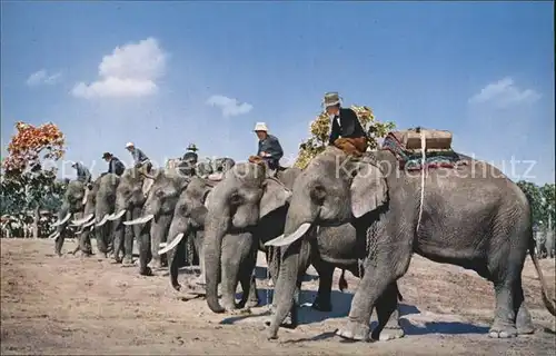 Elefant Elephant round up Chiengmai Thailand  Kat. Tiere