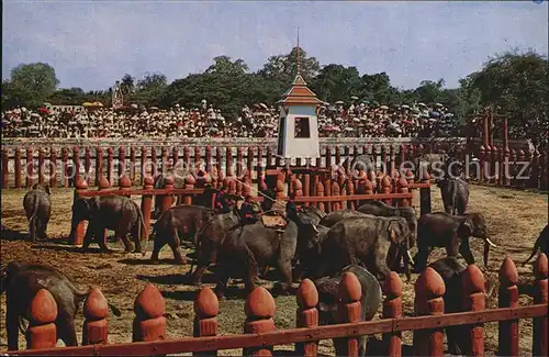 Elefant Elephant round up Ayudhya Thailand  Kat. Tiere