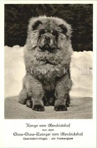 Hunde Chow Chow Zwinger Hendricksdorf Oberstdorf  Kat. Tiere