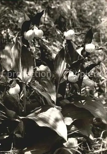 Blumen Frauenschuh Kat. Pflanzen