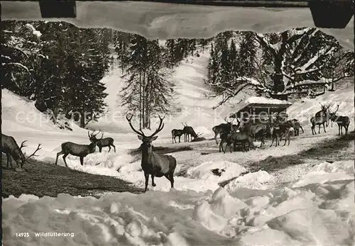 Hirsch Wildfuetterung Allgaeu Kat. Tiere