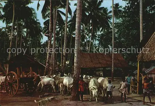 Kuehe Cows flocking their Shed Malaysia Kat. Tiere