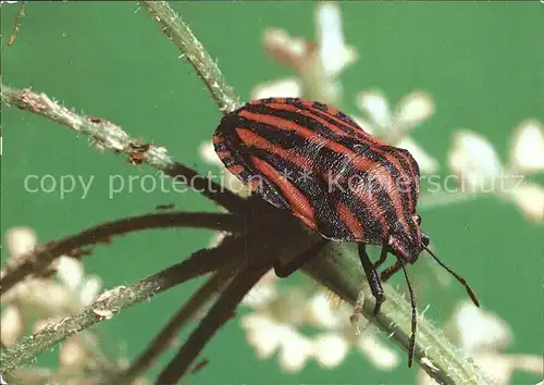 Insekten Insektarium Karl Marx Stadt Streifenwanze Kat. Tiere