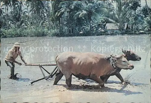 Landwirtschaft Ochsen Farmer ploughing the field Bali Pflug  Kat. Landwirtschaft