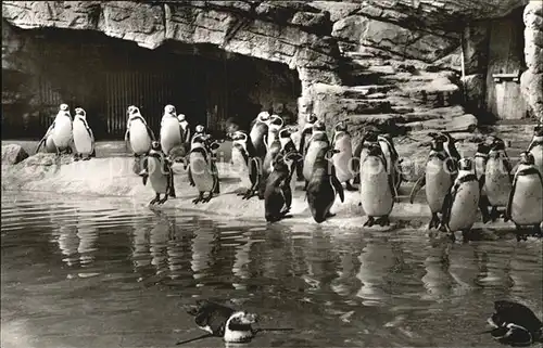 Hagenbeck Tierpark Hamburg Stellingen Humboldt Pinguine Kat. Tiere